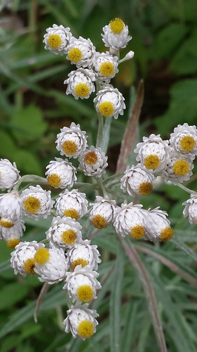 Anaphalis margaritacea (pearly everlasting) (alternate view 2)