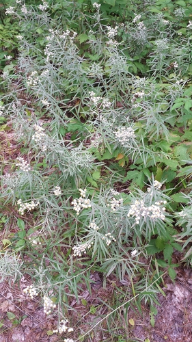Anaphalis margaritacea (pearly everlasting) (alternate view 3)