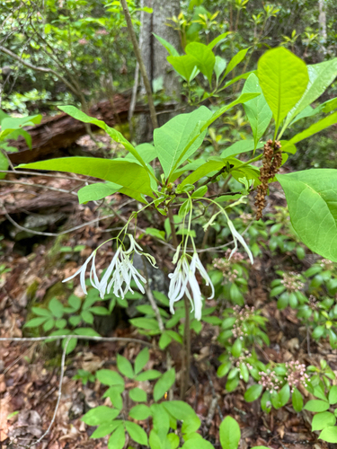 Chionanthus virginicus (White Fringetree) (alternate view 5)