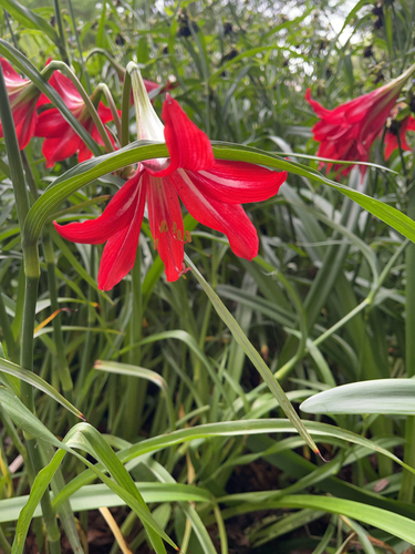 Hippeastrum × johnsonii (St Joseph's Lily) (alternate view 6)