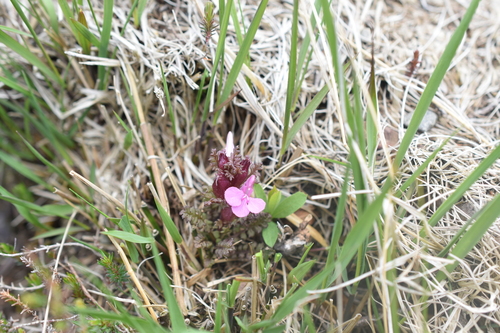 Pedicularis sylvatica (Common Lousewort)