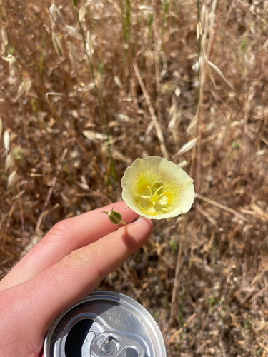 Calochortus luteus (Yellow Mariposa Lily) (alternate view 10)