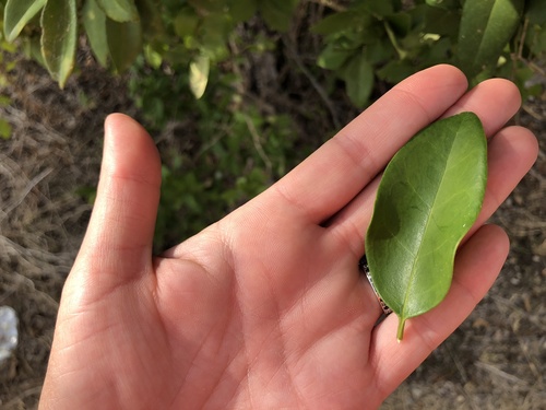 Ligustrum japonicum (Waxleaf Privet) (alternate view 9)