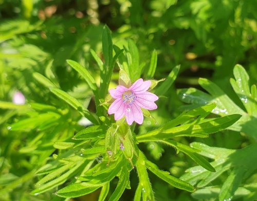 Geranium dissectum (Cut-leaved crane's-bill)