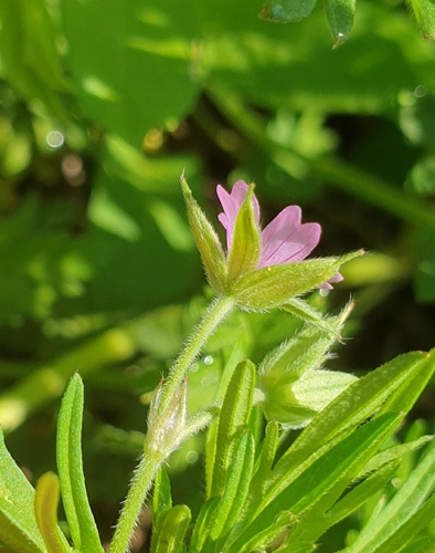 Geranium dissectum (Cut-leaved crane's-bill)
