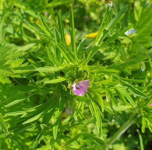 Geranium dissectum (Cut-leaved crane's-bill)