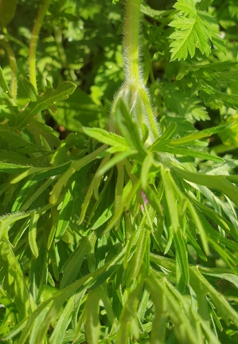 Geranium dissectum (Cut-leaved crane's-bill)
