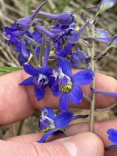 Delphinium nuttallianum (Upland Larkspur)