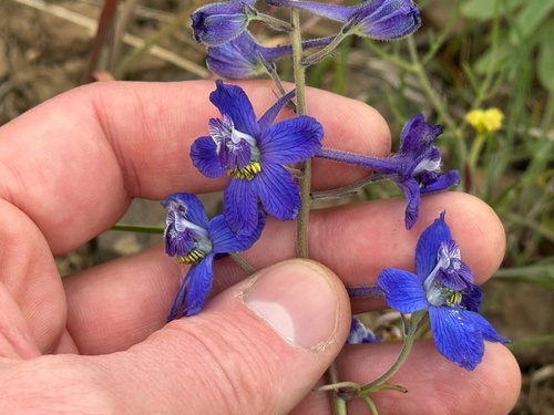 Delphinium nuttallianum (Upland Larkspur) (alternate view 2)