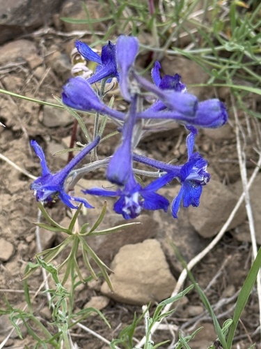 Delphinium nuttallianum (Upland Larkspur) (alternate view 3)