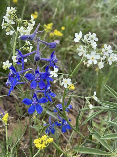 Delphinium nuttallianum (Upland Larkspur) (alternate view 4)
