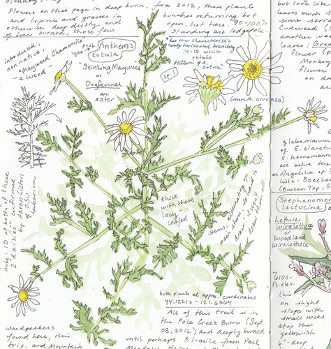 Anthemis cotula (chamomile)