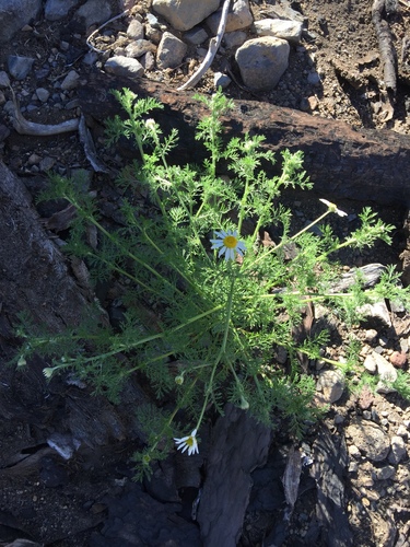 Anthemis cotula (chamomile) (alternate view 2)