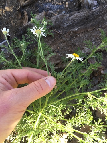 Anthemis cotula (chamomile) (alternate view 3)