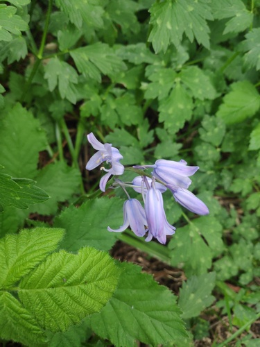 Hyacinthoides non-scripta (bluebell)