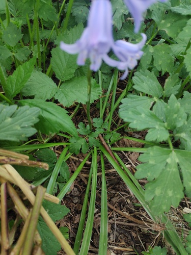 Hyacinthoides non-scripta (bluebell)
