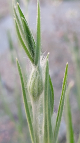 Agrostemma githago (corn cockle)