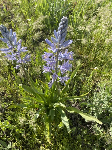 Camassia quamash (common camas)
