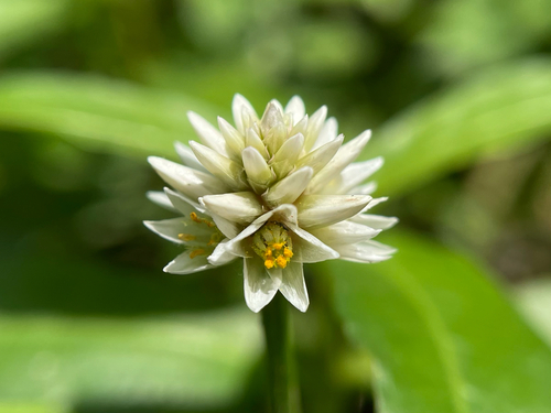 Alternanthera philoxeroides (Alligatorweed) (alternate view 8)