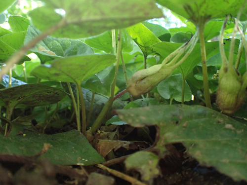 Asarum caudatum (Wild Ginger) (alternate view 5)