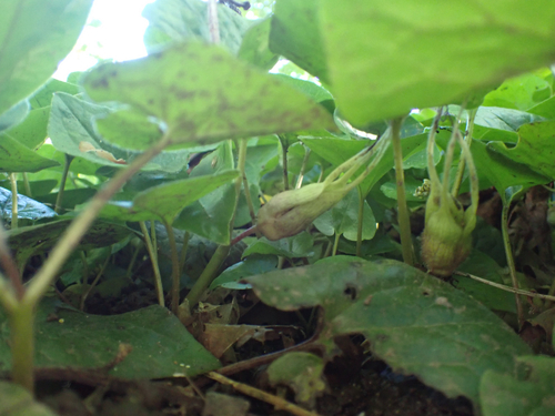 Asarum caudatum (Wild Ginger) (alternate view 4)