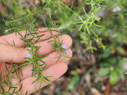 Westringia eremicola (slender westringia)