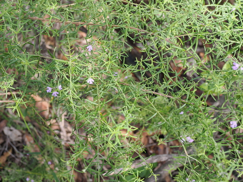Westringia eremicola (slender westringia) (alternate view 3)