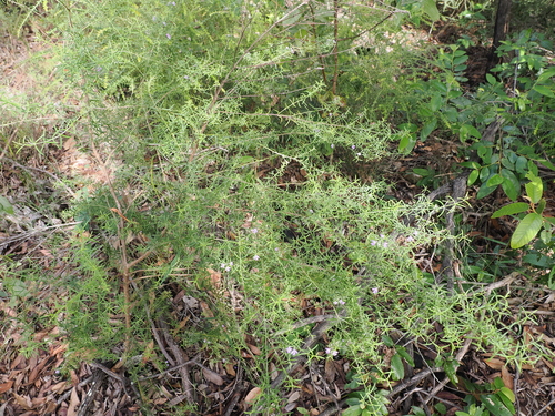 Westringia eremicola (slender westringia) (alternate view 4)