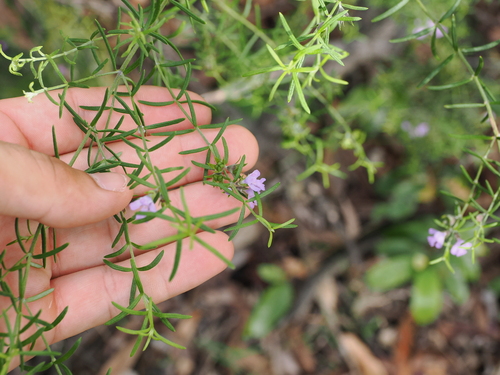 Westringia eremicola (slender westringia) (alternate view 2)