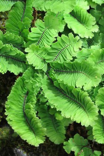 Adiantum aleuticum (western maidenhair fern)