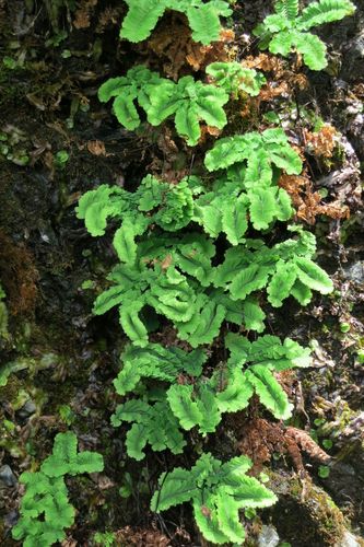 Adiantum aleuticum (western maidenhair fern) (alternate view 2)