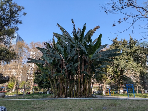 Musa basjoo (Hardy Banana)