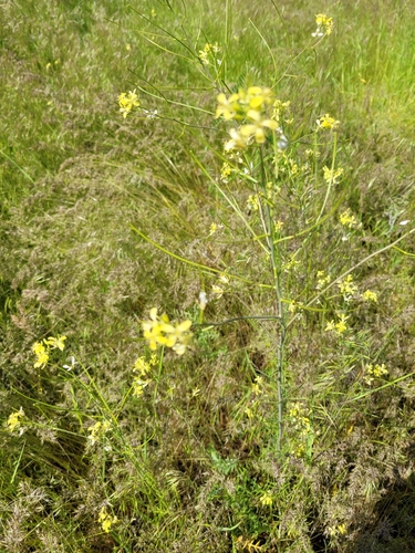 Sisymbrium altissimum (Tall Tumblemustard) (alternate view 6)