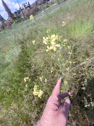 Sisymbrium altissimum (Tall Tumblemustard) (alternate view 5)