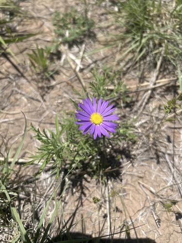 Machaeranthera tanacetifolia (Tahoka daisy) (alternate view 10)