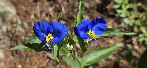 Commelina erecta (whitemouth dayflower)