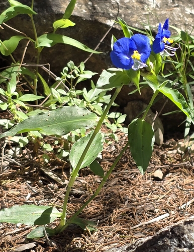 Commelina erecta (whitemouth dayflower)