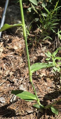 Commelina erecta (whitemouth dayflower)
