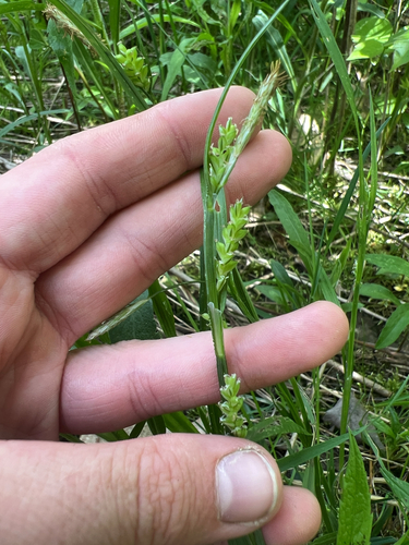 Carex blanda (eastern woodland sedge) (alternate view 4)