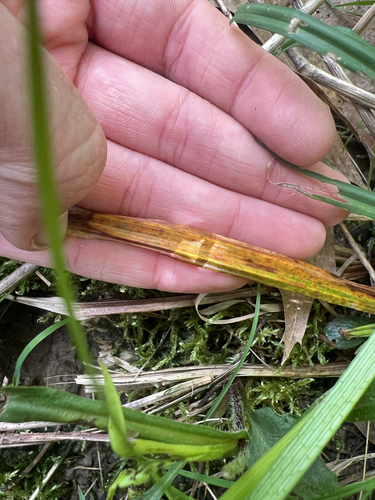 Carex blanda (eastern woodland sedge) (alternate view 5)