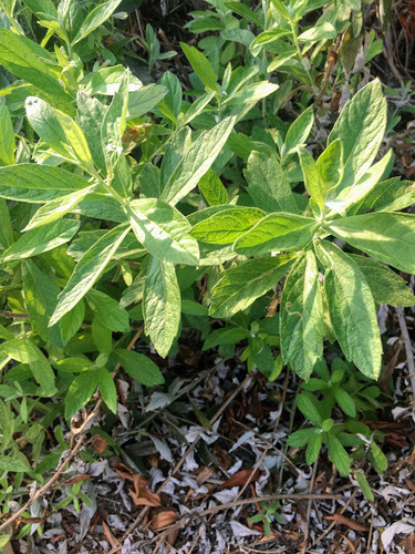 Artemisia douglasiana (California mugwort) (alternate view 6)