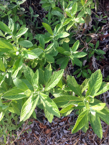 Artemisia douglasiana (California mugwort) (alternate view 7)