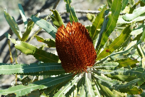 Banksia menziesii (Firewood Banksia) (alternate view 10)