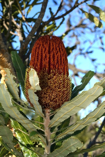 Banksia menziesii (Firewood Banksia) (alternate view 9)