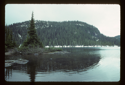 Tsuga mertensiana (mountain hemlock) (alternate view 4)