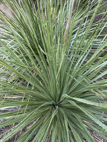 Dasylirion texanum (Texas sotol)