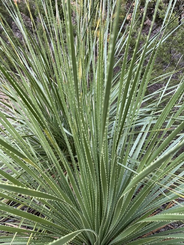 Dasylirion texanum (Texas sotol) (alternate view 2)