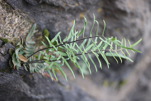 Pellaea atropurpurea (purple-stem cliffbrake) (alternate view 5)
