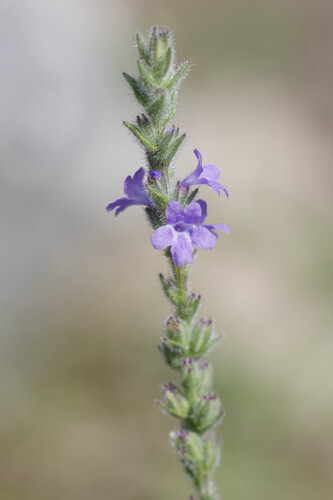 Verbena canescens (Woolly Vervain)