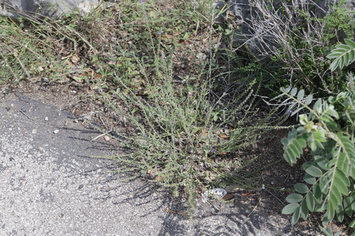 Verbena canescens (Woolly Vervain) (alternate view 2)